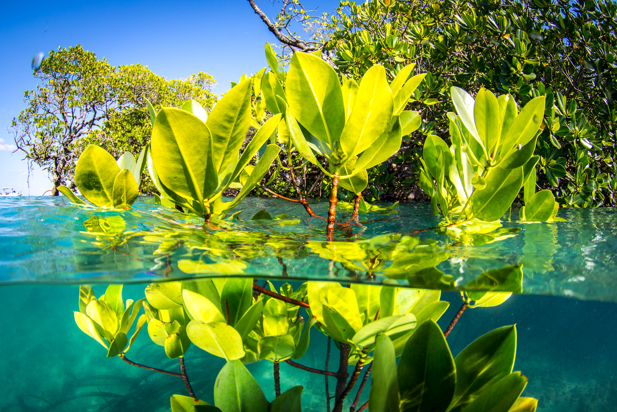 mangrove, climate, future, online