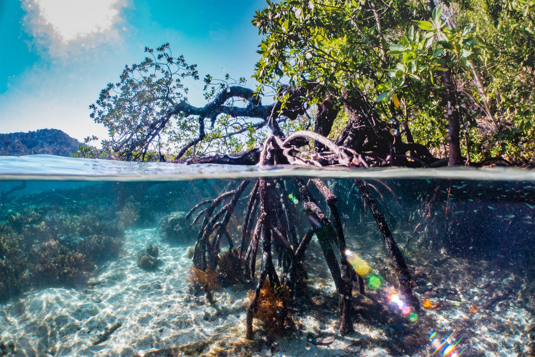 Climate future mangrove,