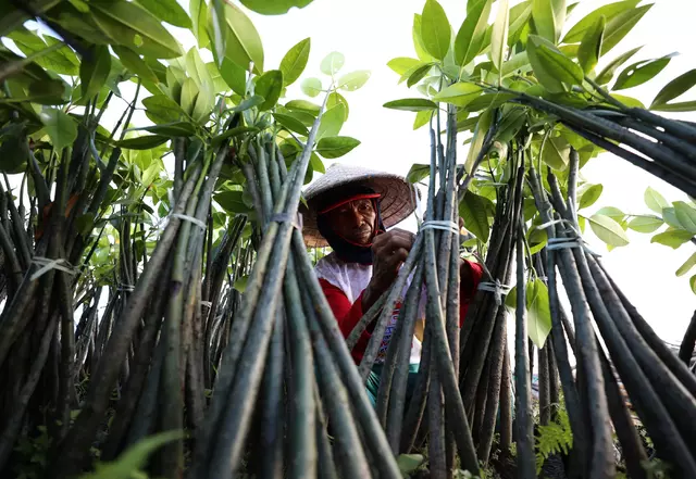 UAE Climate Change, mangrove restoration projects, protecting mangrove forests, perserving mangrove habitats, The upcoming COP28, the UN climate summit, is set to witness the announcement of an international mangrove research center in Bali, according to an Emirati diplomat, The United Arab Emirates (UAE) is getting closer to hosting the COP28 later this month, Hundreds of heads of state are set to meet in , saudi,mangrove,dastouri,mj,uae,dubai,