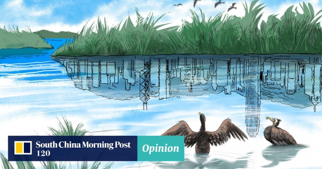 Hong Kong's wetlands are vital for flood protection, but their value has been ignored. To combat climate change and increase resilience, the planned Northern Metropolis development should prioritize a wetlands protection system. These wetlands act as natural buffers against flooding but have been disregarded. The government's focus on development rather than conservation raises concerns. Restoring and managing abandoned fish ponds as mangrove-aquaculture systems would offer multiple benefits, including flood protection and carbon sequestration. Incorporating wetlands into drainage systems and conducting research will be crucial for future wetland conservation. Working in harmony with nature is essential to achieve President Xi Jinping's ecological civilization., Mangrove, Future-climate.online, mj dastouri, green environment,dubai, saudi, qatar, wetland, oman, riyadh, jeddah, kish, bandar lengeh,بندر لنگه,جدة,سعودية, دستوری