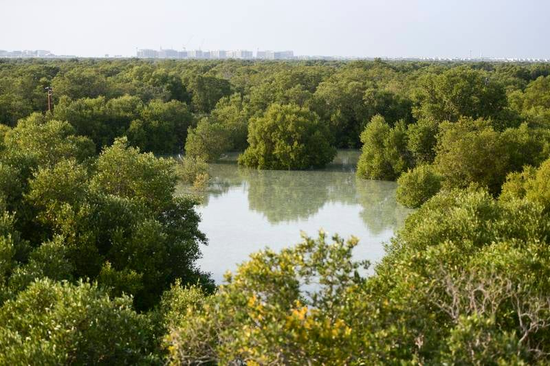 The UAE endorses a global 4 billion investment by 2030 to conserve mangroves, as announced at the Climate Ambition Summit in New York. The initiative aims to restore and protect 15 million hectares of mangrove ecosystems worldwide. Minister of Climate Change and Environment, Mariam Al Mheiri, stress, saudi,mangrove,dastouri,mj,