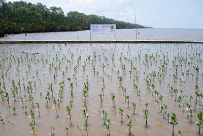 Mowilex Achieves Tree Planting Goal in Multiple Locations.,UAE mangrove, mangrove restoration projects, protecting mangrove forests, perserving mangrove habitats, , saudi,mangrove,dastouri,mj,uae,dubai, climate, news, dastouri, mj, mjdastouri, mangrove reforestation initiatives,Istanbul, Kyiv, Bucharest, Sofia, Dubai, Abu Dhabi, Riyadh, Jeddah, Doha, Muscat, Kuwait City, Manama, Amman, Beirut, Tehran, Baghdad, Jerusalem, Damascus, Sana'a, Москва, Киев, Минск, Астана, Ташкент, Баку, Ереван, Тбилиси, Алма-Ата, Бишкек, Ашхабад, Душанбе, Кишинёв., OSCAM, OFER, Schnell, Tecmor, ofmer, دبي, أبو ظبي, الرياض, جدة, الدوحة, مسقط, مدينة الكويت, المنامة, عمان, بيروت, طهران, بغداد, القدس, دمشق, صنعاء,mangrove fauna and flora,saudi arabia,