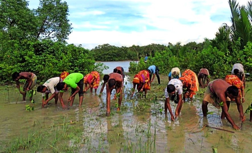 The government of Oman has been restoring mangroves quickly, a valuable natural resource, not just for their essential role in the global environmental ecosystem but also for their integral part in absorbing carbon, The goal is to eliminate planet-warming emissions while generating $150 million econ, saudi,mangrove,dastouri,mj,