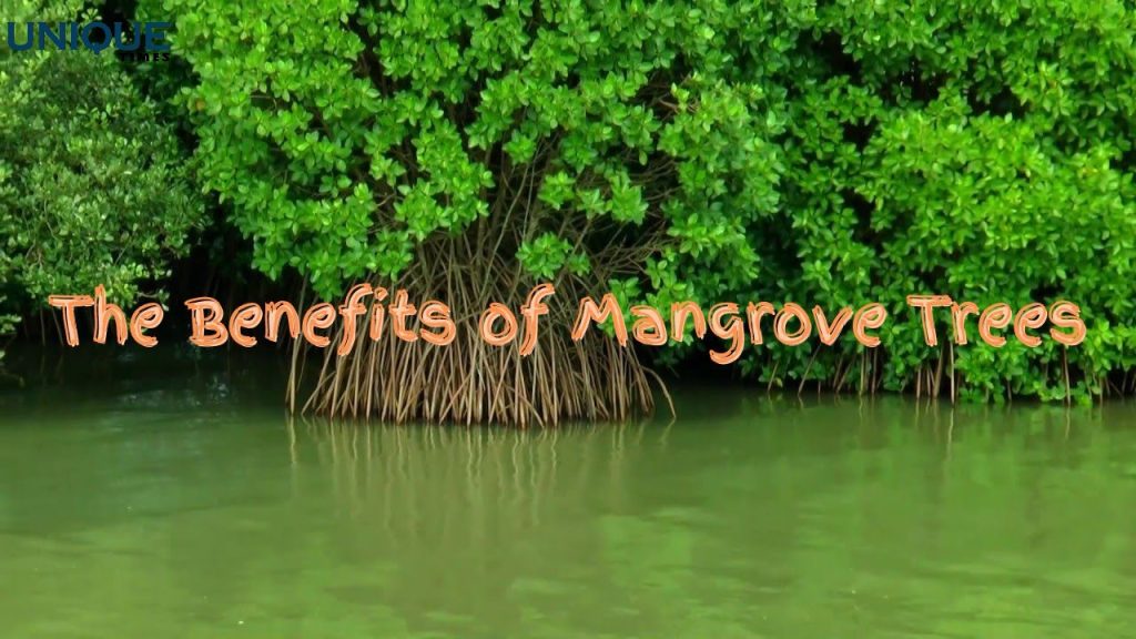 UAE Climate Change, mangrove restoration projects, protecting mangrove forests, perserving mangrove habitats, , saudi,mangrove,dastouri,mj,uae,dubai,