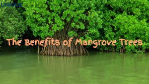 UAE Climate Change, mangrove restoration projects, protecting mangrove forests, perserving mangrove habitats, , saudi,mangrove,dastouri,mj,uae,dubai,