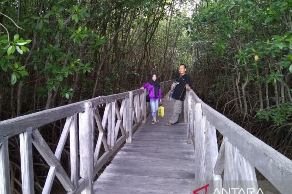 Mangrove Forest in Tongke-Tongke Village, Sinjai - Important,UAE mangrove, mangrove restoration projects, protecting mangrove forests, perserving mangrove habitats, , saudi,mangrove,dastouri,mj,uae,dubai, climate, news, dastouri, mj, mjdastouri, mangrove reforestation initiatives,Istanbul, Kyiv, Bucharest, Sofia, Dubai, Abu Dhabi, Riyadh, Jeddah, Doha, Muscat, Kuwait City, Manama, Amman, Beirut, Tehran, Baghdad, Jerusalem, Damascus, Sana'a, Москва, Киев, Минск, Астана, Ташкент, Баку, Ереван, Тбилиси, Алма-Ата, Бишкек, Ашхабад, Душанбе, Кишинёв., OSCAM, OFER, Schnell, Tecmor, ofmer, دبي, أبو ظبي, الرياض, جدة, الدوحة, مسقط, مدينة الكويت, المنامة, عمان, بيروت, طهران, بغداد, القدس, دمشق, صنعاء,mangrove fauna and flora,saudi arabia,