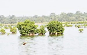 Casamances abundant vegetation and natural wealth attract attention.,UAE mangrove, mangrove restoration projects, protecting mangrove forests, perserving mangrove habitats, , saudi,mangrove,dastouri,mj,uae,dubai, climate, news, dastouri, mj, mjdastouri, mangrove reforestation initiatives,Istanbul, Kyiv, Bucharest, Sofia, Dubai, Abu Dhabi, Riyadh, Jeddah, Doha, Muscat, Kuwait City, Manama, Amman, Beirut, Tehran, Baghdad, Jerusalem, Damascus, Sana'a, Москва, Киев, Минск, Астана, Ташкент, Баку, Ереван, Тбилиси, Алма-Ата, Бишкек, Ашхабад, Душанбе, Кишинёв., OSCAM, OFER, Schnell, Tecmor, ofmer, دبي, أبو ظبي, الرياض, جدة, الدوحة, مسقط, مدينة الكويت, المنامة, عمان, بيروت, طهران, بغداد, القدس, دمشق, صنعاء,mangrove fauna and flora,saudi arabia,