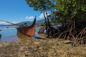 UAE Climate Change, mangrove restoration projects, protecting mangrove forests, perserving mangrove habitats, , saudi,mangrove,dastouri,mj,uae,dubai,