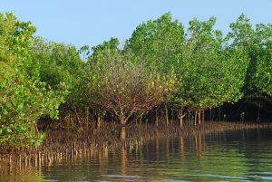 The CDA and Akili Kadhaa are planting mangrove propagules in Kisauni to combat polluting storm water caused by flooding. The CDA Chairman emphasized the importance of a clean beach environment and job opportunities in the blue economy sector. BMUs will raise awareness about mangroves as fish nurseries and discourage youth involvement in drugs and gangs., Mangrove, Future-climate.online, mj dastouri, green environment,dubai, saudi, qatar, wetland, oman, riyadh, jeddah, kish, bandar lengeh,بندر لنگه,جدة,سعودية, دستوری