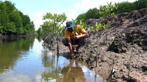 Lestari Mangrove, a group of farmers and fishermen, is rehabilitating the mangrove ecosystem in Langkat to prevent further damage and preserve it., Mangrove, Future-climate.online, mj dastouri, green environment,dubai, saudi, qatar, wetland, oman, riyadh, jeddah, kish, bandar lengeh,بندر لنگه,جدة,سعودية, دستوری