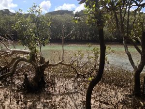 Removing mangroves does not lead to sediment build-up as anticipated. Small-scale coastal restoration efforts require larger changes in the surrounding area. The study emphasizes holistic management approaches to restore coastal ecosystems. Instead of removing mangroves, efforts should focus on reducing sedimentation from upstream land use practices., Mangrove, Future-climate.online, mj dastouri, green environment,dubai, saudi, qatar, wetland, oman, riyadh, jeddah, kish, bandar lengeh,بندر لنگه,جدة,سعودية, دستوری