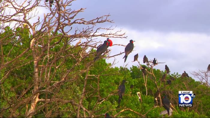 Miami commissioners are considering protection for Mangrove Island, which is home to marine birds but has been disrupted by increased boating activity. Speeding boats and personal watercrafts have caused concern, as nearby Bird Key has already been abandoned due to aggressive motorized boating. Mangrove Island is an official rookery, but bird deaths and habitat threats have occurred due to speeding boats, jetskis, and reckless fishing. Commissioner Sabina Covo is working to enforce restrictions on motorized water activity and establish idle speed zones to protect the rookery. Activists emphasize the importance of this habitat for the community and local economy., Mangrove, Future-climate.online, mj dastouri, green environment,dubai, saudi, qatar, wetland, oman, riyadh, jeddah, kish, bandar lengeh,بندر لنگه,جدة,سعودية, دستوری