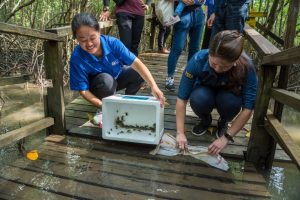 Researchers release 45,000 mangrove crab seedlings in Sabah, Malaysia to restore and maintain the crab population. The program includes scientific research, community involvement, and monitoring. Suitable locations are identified based on water quality and food sources. Community participation and education are emphasized through partnerships with local communities, fishermen, and stakeholders. A monitoring protocol evaluates the program's effectiveness., Mangrove, wetland, UAE,Indonesia, Future-climate.online, mj dastouri, green environment,dubai, saudi, qatar, wetland, oman, riyadh, jeddah, kish, bandar lengeh,بندر لنگه,جدة,سعودية, دستوری, Kish,Qeshm,Mahoor,حراء,گیاه