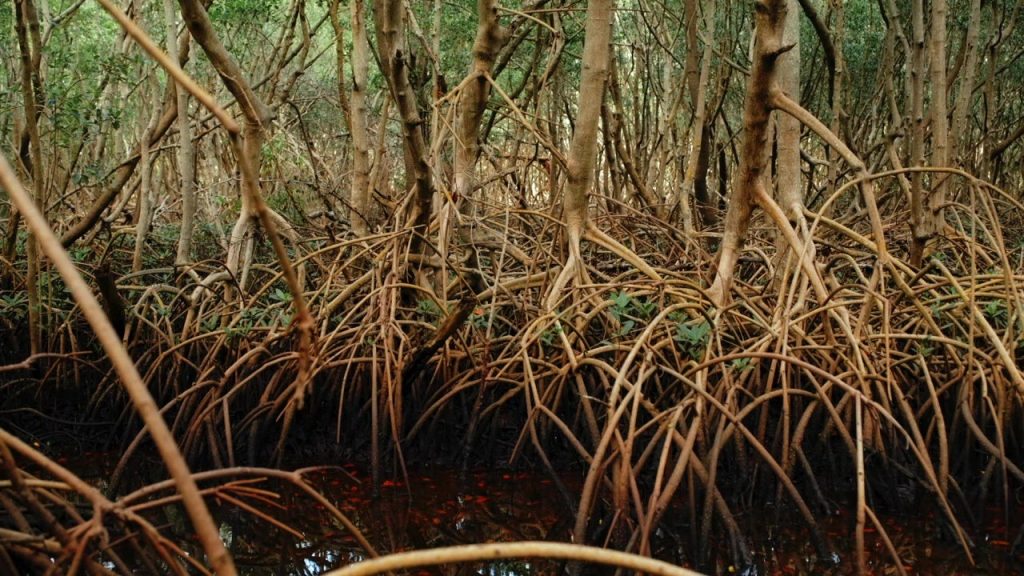 Tampa Bays Mangrove Ecosystem at Weedon Island Preserve,UAE mangrove, mangrove restoration projects, protecting mangrove forests, perserving mangrove habitats, , saudi,mangrove,dastouri,mj,uae,dubai, climate, news, dastouri, mj, mjdastouri, mangrove reforestation initiatives,Istanbul, Kyiv, Bucharest, Sofia, Dubai, Abu Dhabi, Riyadh, Jeddah, Doha, Muscat, Kuwait City, Manama, Amman, Beirut, Tehran, Baghdad, Jerusalem, Damascus, Sana'a, Москва, Киев, Минск, Астана, Ташкент, Баку, Ереван, Тбилиси, Алма-Ата, Бишкек, Ашхабад, Душанбе, Кишинёв., OSCAM, OFER, Schnell, Tecmor, ofmer, دبي, أبو ظبي, الرياض, جدة, الدوحة, مسقط, مدينة الكويت, المنامة, عمان, بيروت, طهران, بغداد, القدس, دمشق, صنعاء,mangrove fauna and flora,saudi arabia,