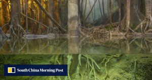 Mangroves: Key Weapon in Climate Change Battle,UAE mangrove, mangrove restoration projects, protecting mangrove forests, perserving mangrove habitats, , saudi,mangrove,dastouri,mj,uae,dubai, climate, news, dastouri, mj, mjdastouri, mangrove reforestation initiatives,Istanbul, Kyiv, Bucharest, Sofia, Dubai, Abu Dhabi, Riyadh, Jeddah, Doha, Muscat, Kuwait City, Manama, Amman, Beirut, Tehran, Baghdad, Jerusalem, Damascus, Sana'a, Москва, Киев, Минск, Астана, Ташкент, Баку, Ереван, Тбилиси, Алма-Ата, Бишкек, Ашхабад, Душанбе, Кишинёв., OSCAM, OFER, Schnell, Tecmor, ofmer, دبي, أبو ظبي, الرياض, جدة, الدوحة, مسقط, مدينة الكويت, المنامة, عمان, بيروت, طهران, بغداد, القدس, دمشق, صنعاء,mangrove fauna and flora,saudi arabia,