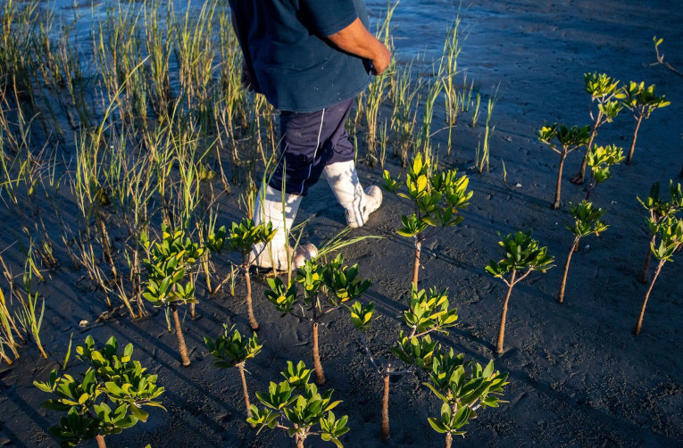 Decade-long dedication to restoring Mexicos desert mangroves,UAE mangrove, mangrove restoration projects, protecting mangrove forests, perserving mangrove habitats, , saudi,mangrove,dastouri,mj,uae,dubai, climate, news, dastouri, mj, mjdastouri, mangrove reforestation initiatives,Istanbul, Kyiv, Bucharest, Sofia, Dubai, Abu Dhabi, Riyadh, Jeddah, Doha, Muscat, Kuwait City, Manama, Amman, Beirut, Tehran, Baghdad, Jerusalem, Damascus, Sana'a, Москва, Киев, Минск, Астана, Ташкент, Баку, Ереван, Тбилиси, Алма-Ата, Бишкек, Ашхабад, Душанбе, Кишинёв., OSCAM, OFER, Schnell, Tecmor, ofmer, دبي, أبو ظبي, الرياض, جدة, الدوحة, مسقط, مدينة الكويت, المنامة, عمان, بيروت, طهران, بغداد, القدس, دمشق, صنعاء,mangrove fauna and flora,saudi arabia,