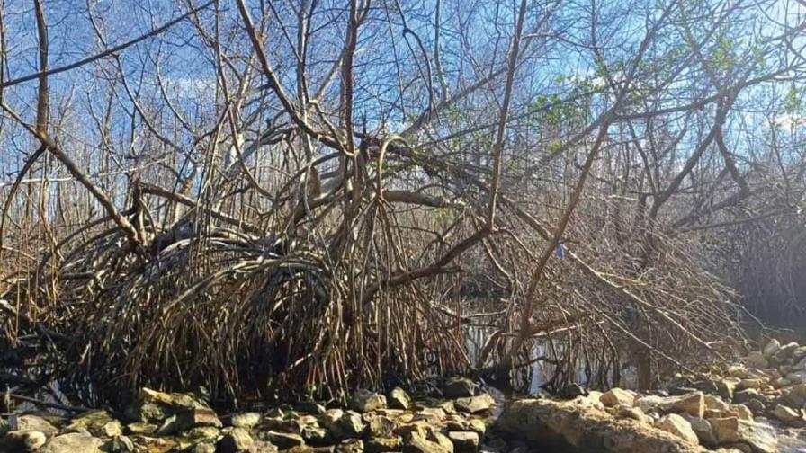 Wetland damage in Samaná, Dominican Republic violates international agreements. Mangroves cut down and chemically damaged. Over 188,700 sq. meters affected. Called an "environmental murder" and "ecocide." Senator demands investigation and accountability to protect fragile ecosystem., Mangrove, wetland, UAE,Indonesia, Future-climate.online, mj dastouri, green environment,dubai, saudi, qatar, wetland, oman, riyadh, jeddah, kish, bandar lengeh,بندر لنگه,جدة,سعودية, دستوری, Kish,Qeshm,Mahoor,حراء,گیاه