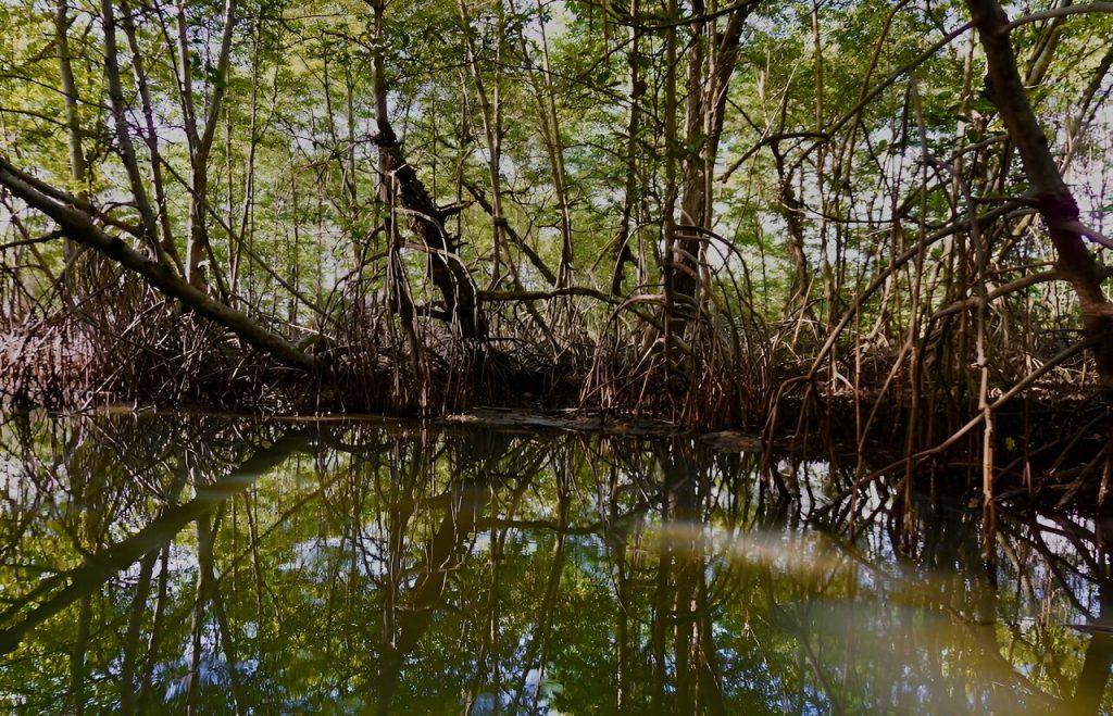 Scientists find evidence of environmental changes in Colombia.,UAE mangrove, mangrove restoration projects, protecting mangrove forests, perserving mangrove habitats, , saudi,mangrove,dastouri,mj,uae,dubai, climate, news, dastouri, mj, mjdastouri, mangrove reforestation initiatives,Istanbul, Kyiv, Bucharest, Sofia, Dubai, Abu Dhabi, Riyadh, Jeddah, Doha, Muscat, Kuwait City, Manama, Amman, Beirut, Tehran, Baghdad, Jerusalem, Damascus, Sana'a, Москва, Киев, Минск, Астана, Ташкент, Баку, Ереван, Тбилиси, Алма-Ата, Бишкек, Ашхабад, Душанбе, Кишинёв., OSCAM, OFER, Schnell, Tecmor, ofmer, دبي, أبو ظبي, الرياض, جدة, الدوحة, مسقط, مدينة الكويت, المنامة, عمان, بيروت, طهران, بغداد, القدس, دمشق, صنعاء,mangrove fauna and flora,saudi arabia,