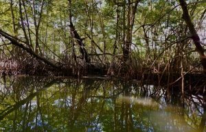 Scientists find evidence of environmental changes in Colombia.,UAE mangrove, mangrove restoration projects, protecting mangrove forests, perserving mangrove habitats, , saudi,mangrove,dastouri,mj,uae,dubai, climate, news, dastouri, mj, mjdastouri, mangrove reforestation initiatives,Istanbul, Kyiv, Bucharest, Sofia, Dubai, Abu Dhabi, Riyadh, Jeddah, Doha, Muscat, Kuwait City, Manama, Amman, Beirut, Tehran, Baghdad, Jerusalem, Damascus, Sana'a, Москва, Киев, Минск, Астана, Ташкент, Баку, Ереван, Тбилиси, Алма-Ата, Бишкек, Ашхабад, Душанбе, Кишинёв., OSCAM, OFER, Schnell, Tecmor, ofmer, دبي, أبو ظبي, الرياض, جدة, الدوحة, مسقط, مدينة الكويت, المنامة, عمان, بيروت, طهران, بغداد, القدس, دمشق, صنعاء,mangrove fauna and flora,saudi arabia,