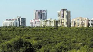 CIDCO faces legal battle over damage to mangroves in Navi Mumbai. Accused of cutting and filling 3,000 hectares illegally, causing severe environmental harm. Violation of Coastal Zone Regulations. Activists and citizens outraged. Case holds authorities accountable for violations and highlights importance of protecting resources. Outcome significant for preservation and enforcement of regulations in Navi Mumbai. Response from CIDCO awaited., Mangrove, wetland, UAE,Indonesia, Future-climate.online, mj dastouri, green environment,dubai, saudi, qatar, wetland, oman, riyadh, jeddah, kish, bandar lengeh,بندر لنگه,جدة,سعودية, دستوری, Kish,Qeshm,Mahoor,حراء,گیاه