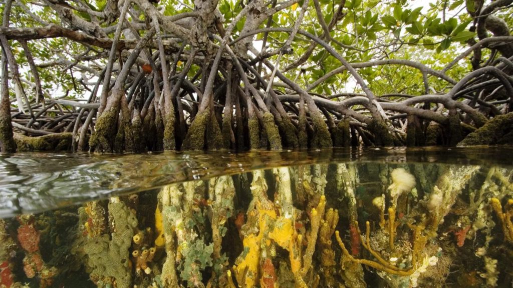 Coastal wetlands and coral reefs are key for climate resilience. But, they're at risk - half of mangroves gone, a third of reefs lost. UN Paris Agreement urges emissions reduction and climate adaptation. "Blue carbon" ecosystems (seagrass, mangroves, salt marshes) can help. Pew started project in 2019 for wetlands and coral reef protection. Partnerships with local groups, research institutions, and governments in Belize, Costa Rica, and Seychelles led to ambitious commitments. Pew plans to expand efforts in Caribbean, Latin America, and Western Indian Ocean to aid wetlands conservation., Mangrove, wetland, UAE,Indonesia, Future-climate.online, mj dastouri, green environment,dubai, saudi, qatar, wetland, oman, riyadh, jeddah, kish, bandar lengeh,بندر لنگه,جدة,سعودية, دستوری, Kish,Qeshm,Mahoor,حراء,گیاه