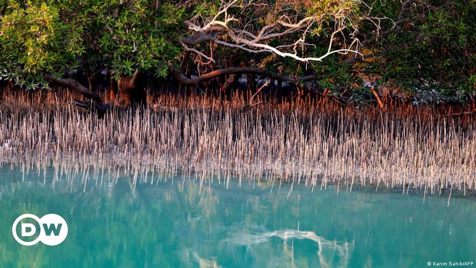 Diverse ecosystems: vital for storing CO2 & supporting life.,UAE mangrove, mangrove restoration projects, protecting mangrove forests, perserving mangrove habitats, , saudi,mangrove,dastouri,mj,uae,dubai, climate, news, dastouri, mj, mjdastouri, mangrove reforestation initiatives,Istanbul, Kyiv, Bucharest, Sofia, Dubai, Abu Dhabi, Riyadh, Jeddah, Doha, Muscat, Kuwait City, Manama, Amman, Beirut, Tehran, Baghdad, Jerusalem, Damascus, Sana'a, Москва, Киев, Минск, Астана, Ташкент, Баку, Ереван, Тбилиси, Алма-Ата, Бишкек, Ашхабад, Душанбе, Кишинёв., OSCAM, OFER, Schnell, Tecmor, ofmer, دبي, أبو ظبي, الرياض, جدة, الدوحة, مسقط, مدينة الكويت, المنامة, عمان, بيروت, طهران, بغداد, القدس, دمشق, صنعاء,mangrove fauna and flora,saudi arabia,