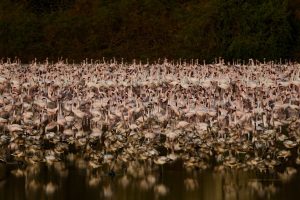 Flamingos find shelter and food in Navi Mumbai's wetland areas, known as their "Flamingo city." Despite declining populations, they thrive there. However, plans for a golf course and residential buildings threaten their homes, as well as the habitats of other wildlife. Protesters argue that these wetlands are crucial for preserving biodiversity, especially for migratory birds. Over 200 migratory species have been recorded in Navi Mumbai, highlighting their importance. Protests aim to raise awareness and conserve these wetlands for the birds., Mangrove, wetland, UAE,Indonesia, Future-climate.online, mj dastouri, green environment,dubai, saudi, qatar, wetland, oman, riyadh, jeddah, kish, bandar lengeh,بندر لنگه,جدة,سعودية, دستوری, Kish,Qeshm,Mahoor,حراء,گیاه