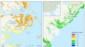 Satellite imagery shows loss and formation of global tidal wetlands. Satellite laser altimetry tracks climate variables and sea level changes. Mangroves are affected by sea level rise and human impact. Satellite imagery identifies forest loss. Urgent preservation and restoration efforts needed., Mangrove, wetland, UAE,Indonesia, Future-climate.online, mj dastouri, green environment,dubai, saudi, qatar, wetland, oman, riyadh, jeddah, kish, bandar lengeh,بندر لنگه,جدة,سعودية, دستوری, Kish,Qeshm,Mahoor,حراء,گیاه